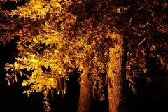 Singing Forest (Ida Blažičko & Alex Brajković), Park Bele IV