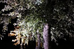 Singing Forest (Ida Blažičko & Alex Brajković), Park Bele IV
